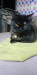 Persian cat